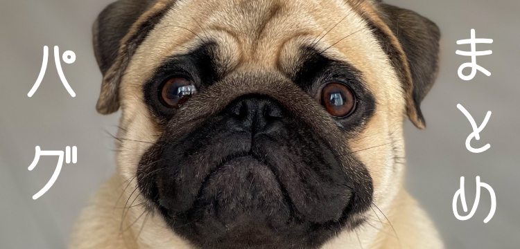 しわっしわな顔がたまらない！パグかわいすぎです。